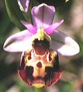 Ophrys fuciflora / Deiwelskopp 1998 (R.Peltzer)