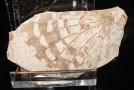 Fossilienausstellung (Colorado Fossil Expo)